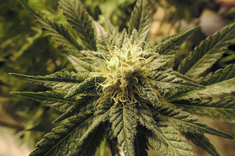 Symbolbild; Cannabis Pflanze